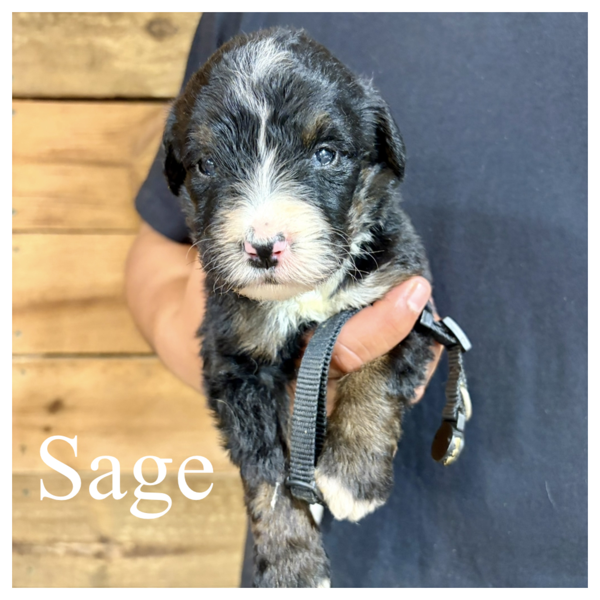 Sage 2